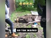 Стадо лосей устроило погром в поселке под Киевом (видео) 
