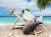 Близнюкам, Дівам, Скорпіонам та Козорогам варто дати собі відпочити