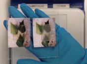 Разработана прозрачная древесина, способная поглощать и выделять тепло (Видео)