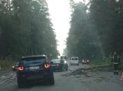 Рухнувшее дерево убило водителя в Киеве (фото)
