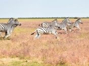 На Херсонщине отмечают важность развития туризма в регионе