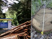 Экологи и активисты периодически фиксируют незаконную вырубку ценных пород деревьев. Фото Коллаж "Телеграфа"
