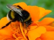 Шмели научились играть в футбол