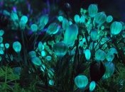 Ученые планируют создать светящееся растения 