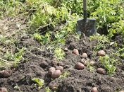 Восстанавливаем почву после сбора урожая картофеля