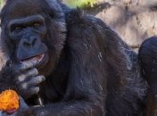 В зоопарке Сан-Диего умерла одна из самых старых в мире горилл  