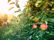 До зими подбайте про свій сад