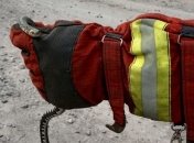 Полуметровая змея решила "занять очередь" на "Укрпочте"