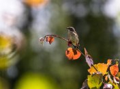 Синичкин день отмечается 30 октября