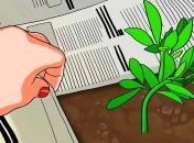 Газета предотвращает рост нежелательных сорняков