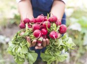 Редис – популярна городна культура