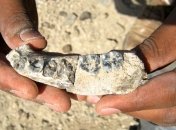 На юге Англии обнаружили зубы древнего предка человека