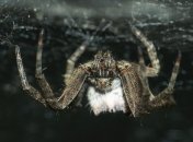 Палаточный паук