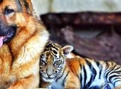 Вы будете под столом: знакомство овчарки с игрушечным тигром (Видео)