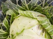 Чем обдать капусту от гусениц