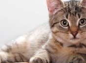 Человек может заразиться птичьим гриппом от кошек