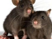 Ученые впервые вырастили орган одного животного в теле другого 