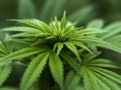 В Нидерландах ищут компанию-производителя медицинского каннабиса