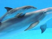 Ученые: дельфины умеют "видеть" звуки