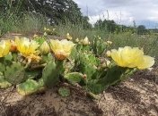 Українська Мексика: у лісі на Херсонщині розцвіла галявина з кактусами (відео)