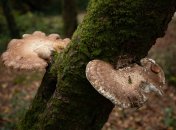 Трутовики часто «атакуют» деревья