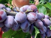 Слива поможет загореть