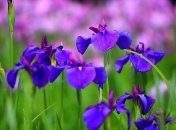 Погода в Украине 27 мая: ожидаются дожди с грозой