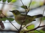 ТОП-10 животных, открытых в 2019 году (Фото)