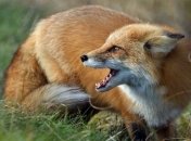 На Закарпатье разбросают вакцину от бешенства