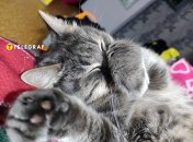 Якщо кіт прикрив ніс лапкою – це до холодів