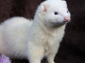 Модный дом Versace отказывается от использования натурального меха 