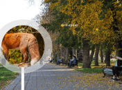 Опасный зверь в Каменском