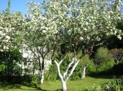 Яблони начнут плодоносить, если правильно за ними ухаживать