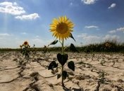 В Украине зафиксирована наибольшая за 10 лет засуха