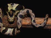 Ученые открыли пять новых видов змей