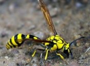 Мужчина после укуса осы смог прийти в себя только на кладбище