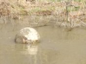 В Дунае выловили пять донных мин (Видео)