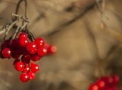 Калина - верный помощник в борьбе с депрессией