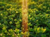 Клевер может нанести сильный вред вашему газону (изображение создано с помощью ИИ)