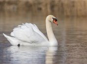 Лебідь міг загинути від пожежі