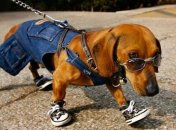 Подборка забавных роликов поднимет вам настроение (Видео)