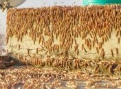 Как будто пандемии было мало: полчища саранчи атаковали Индию (Видео)