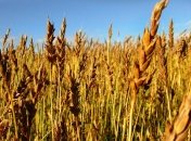 Любой хлеб, посеянный 12 августа, даст хороший урожай