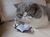 Какие знаки Зодиака самые умные