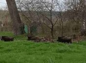 В Запорожской области дикие кабаны загоняют сельчан на деревья, заходят во дворы и губят огороды