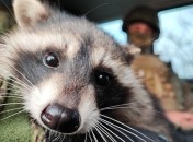 Россияне назвали енота весьма символично — Херсон