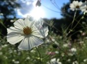 Прогноз погоды в Украине на 27 июня: еще один день жары, но скоро похолодает