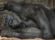 Люди оказались самыми малоспящими из приматов