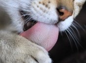 Кошачьи облизывания не всегда указывают на гигиену