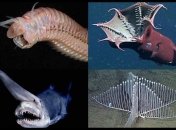 В глубинах океана живут невиданные существа